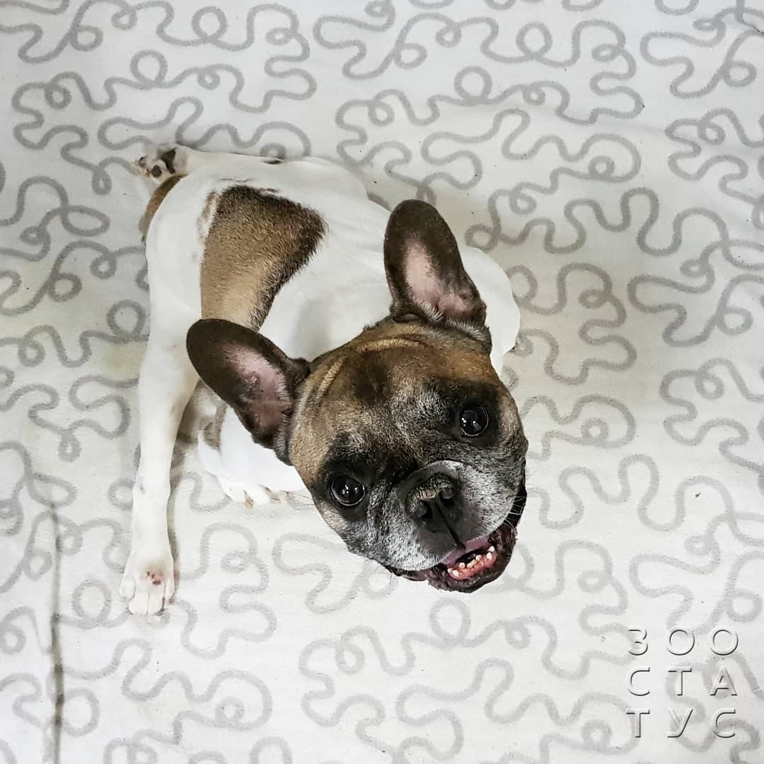 Уход за животным с заболеванием почек Фото собака с заболеваниями почек