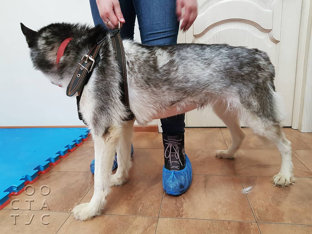 Уход за животным с заболеванием почек Фото собака с заболеваниями почек