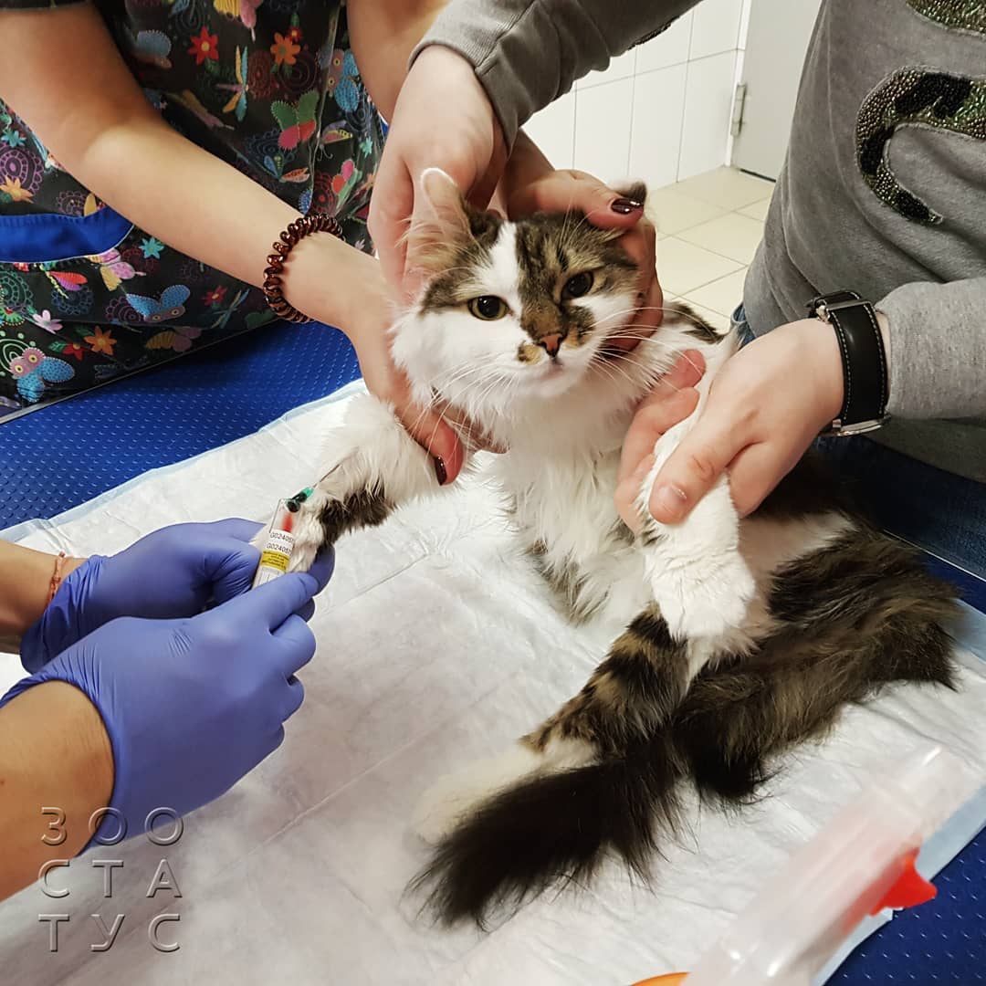 Уход за животным с заболеванием почек Фото кошки с заболеваниями почек