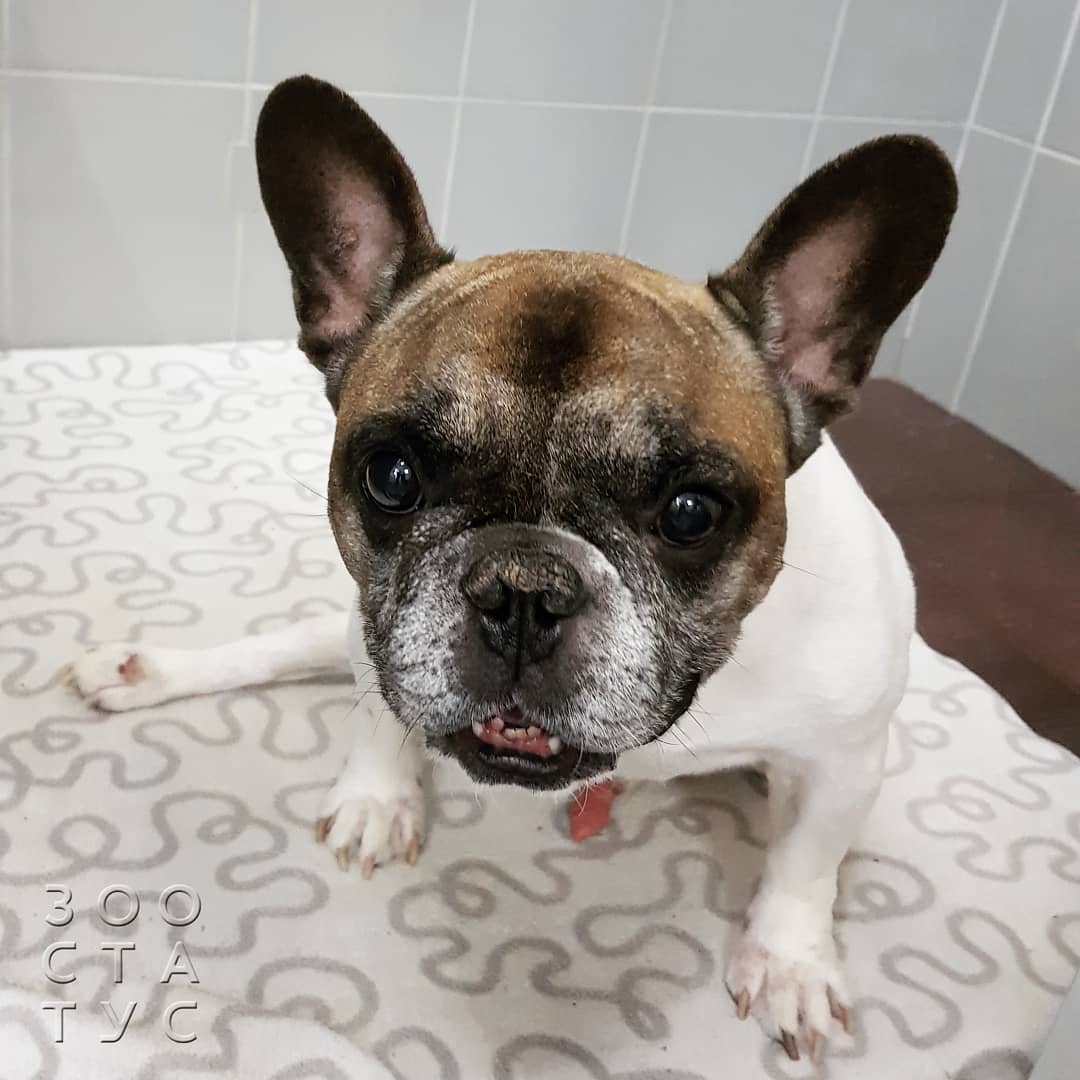 Уход за животным с заболеванием почек Фото собака с заболеваниями почек