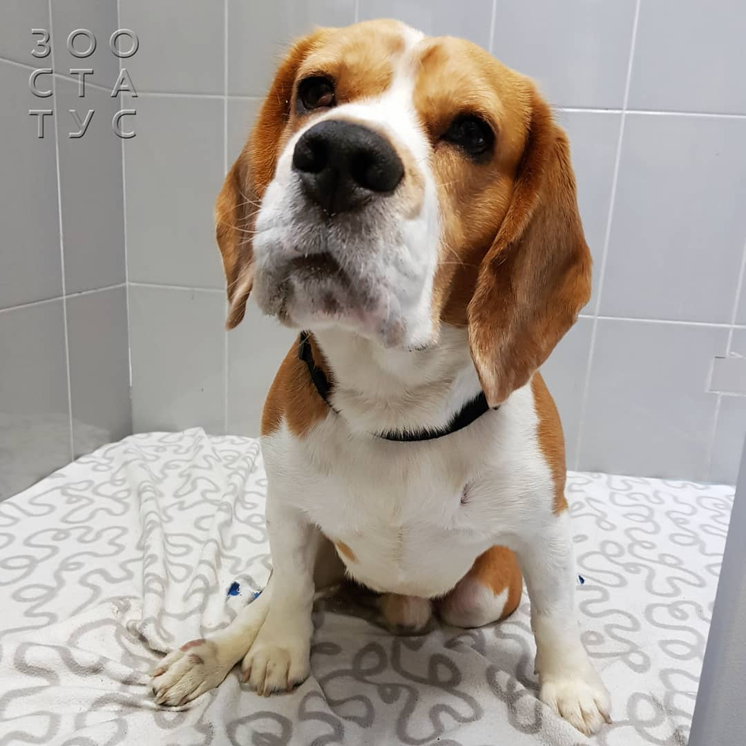 Уход за животным с заболеванием почек Фото собака с заболеваниями почек