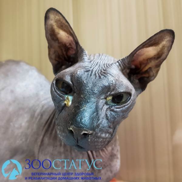 герпесвирус у кошек