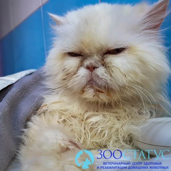 герпесвирус у кошек