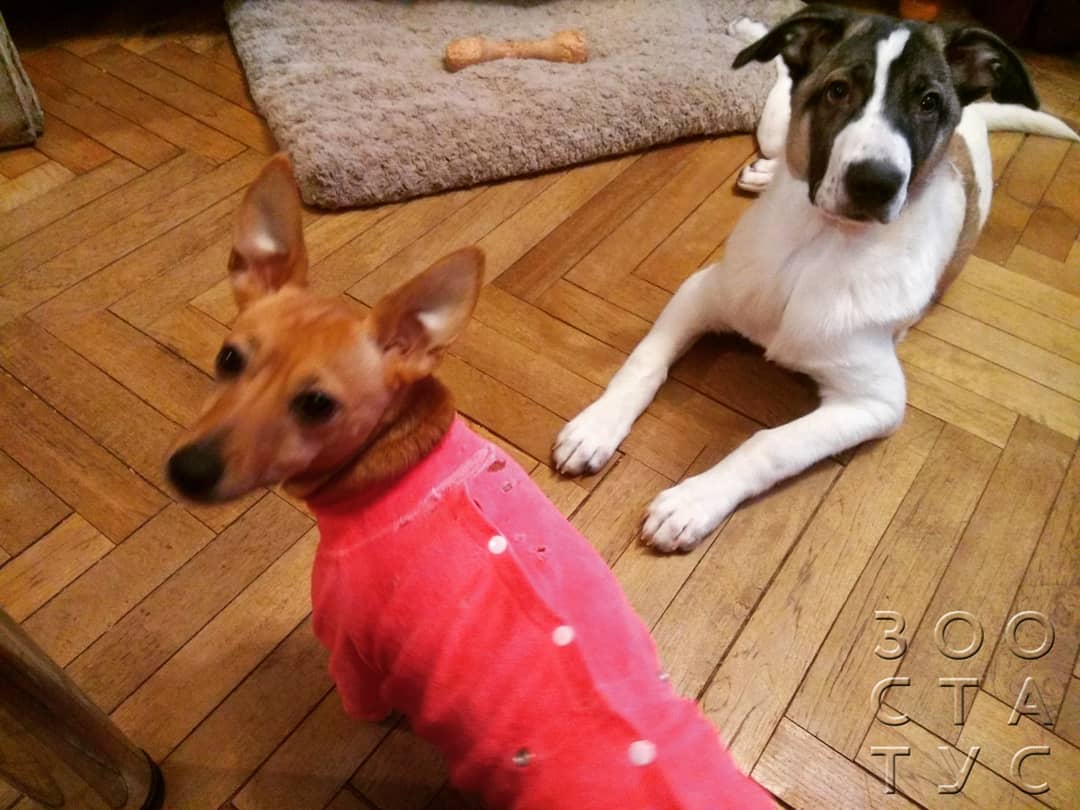 скачок роста у щенков