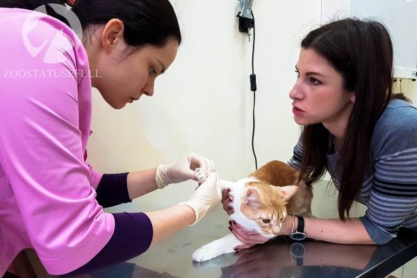 ветеринарные термины