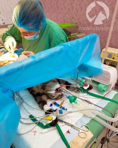 ветеринарные термины