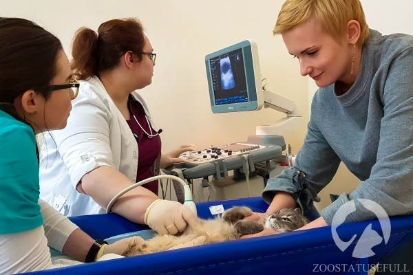 ветеринарные термины