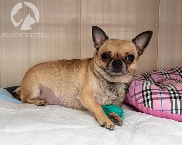 ветеринарные термины