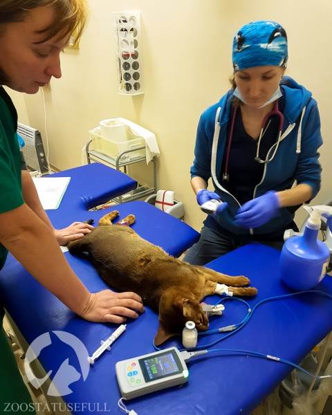 ветеринарные термины