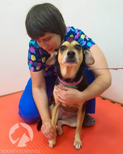 ветеринарные термины