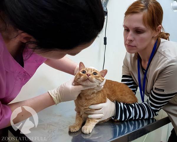 ветеринарные термины