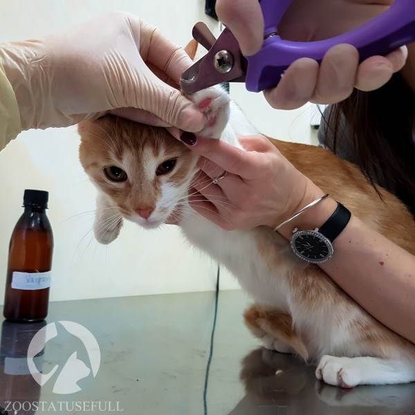 ветеринарные термины