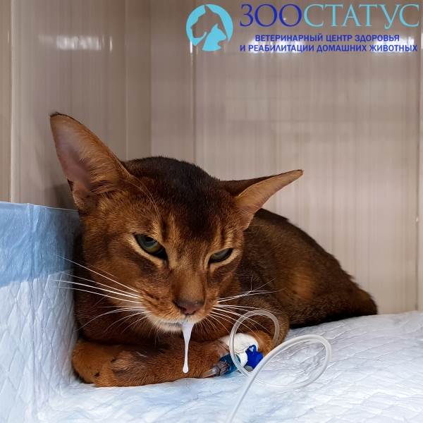 повышенное слюнотечение у кошек