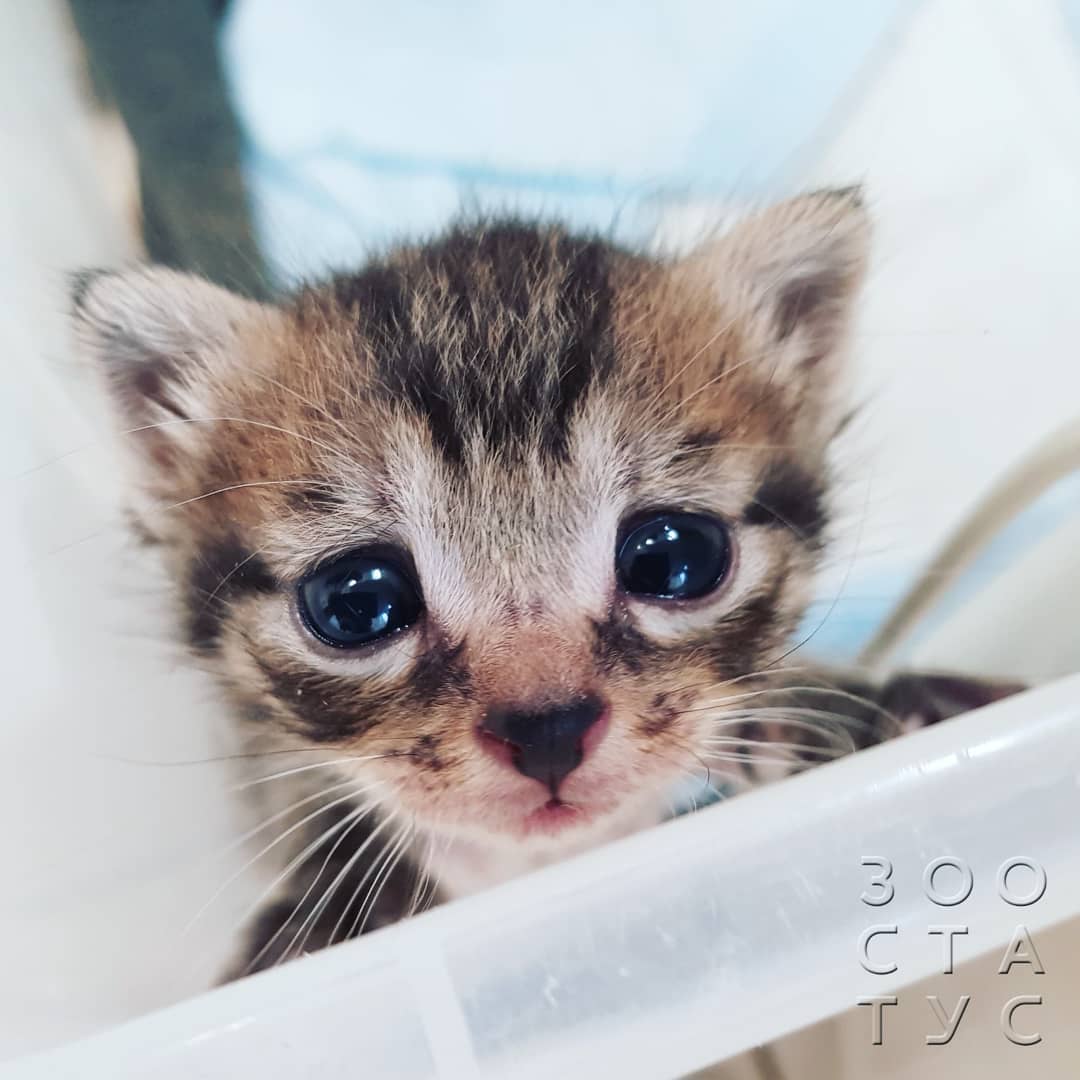 когда нужнo сменить корм кошке или собаке