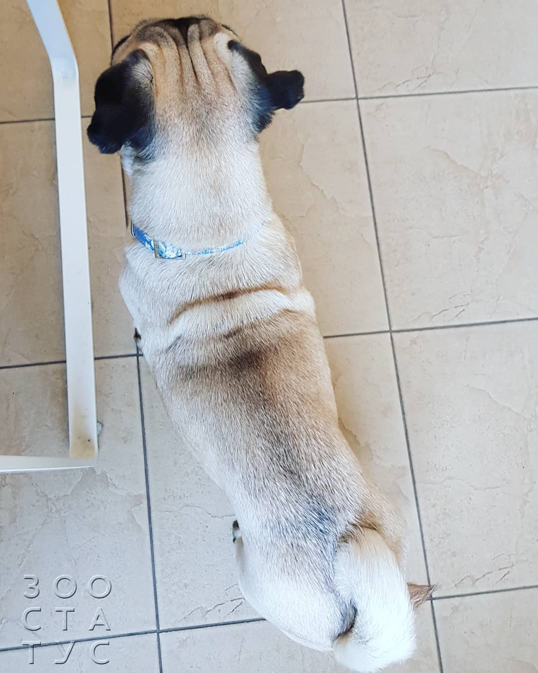 когда нужнo сменить корм кошке или собаке