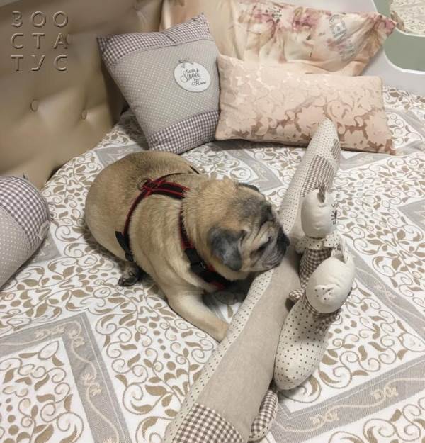 пожилая собака