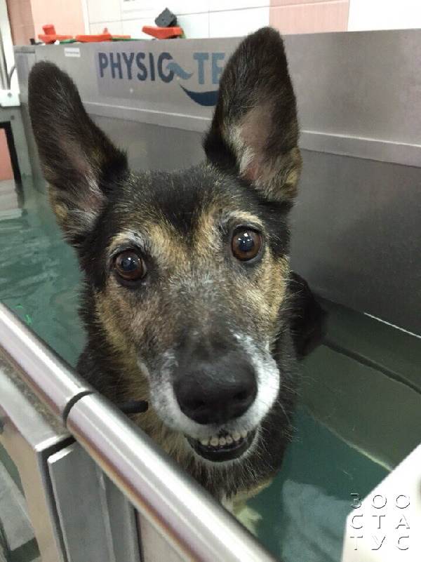 пожилая собака