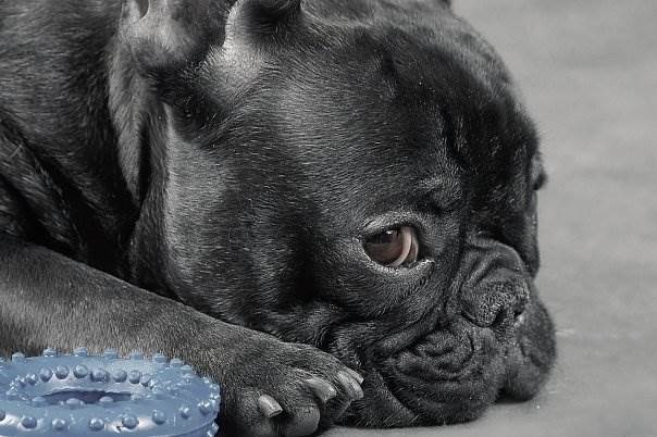 пожилая собака