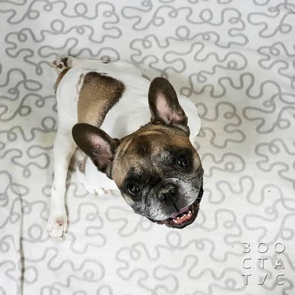 пожилая собака