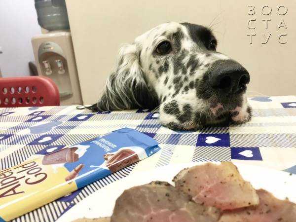 пожилая собака