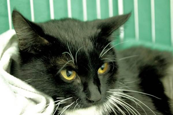 пожилая кошка