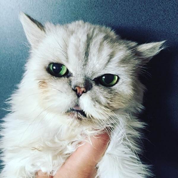 пожилая кошка