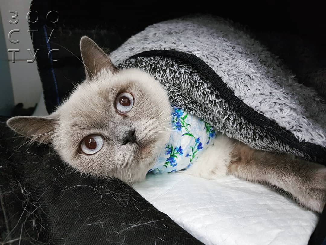 как лучше стерилизовать кошку