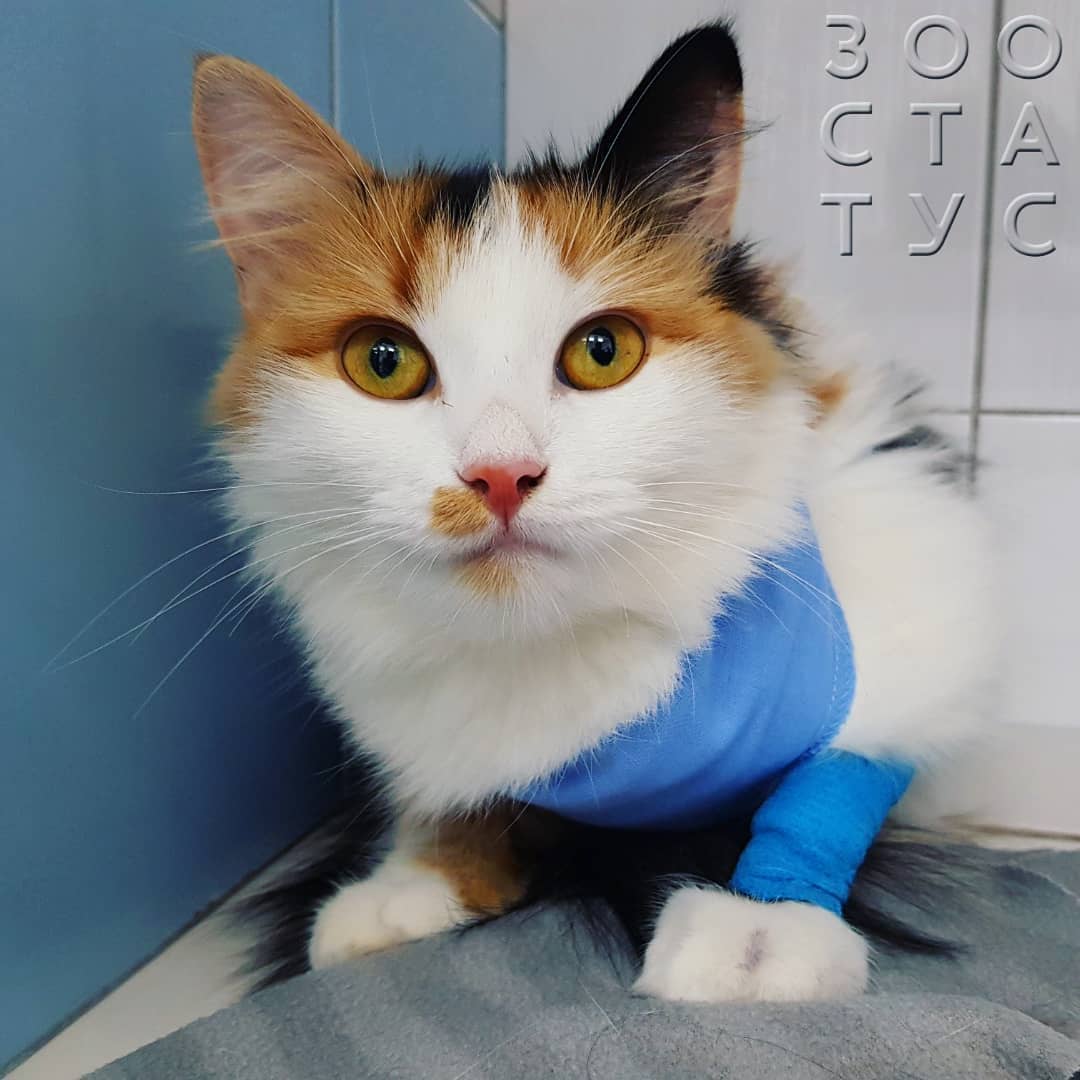 как лучше стерилизовать кошку