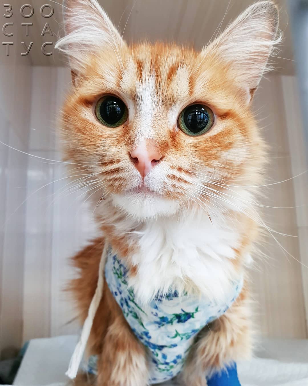 как лучше стерилизовать кошку