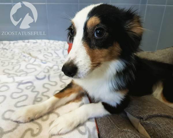 стресс у собак