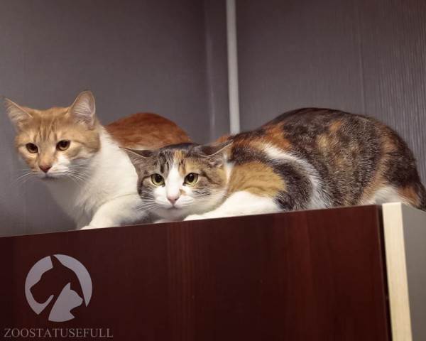 стресс у собак