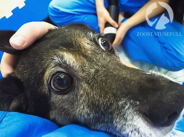 стресс у собак