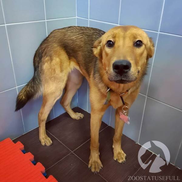 стресс у собак