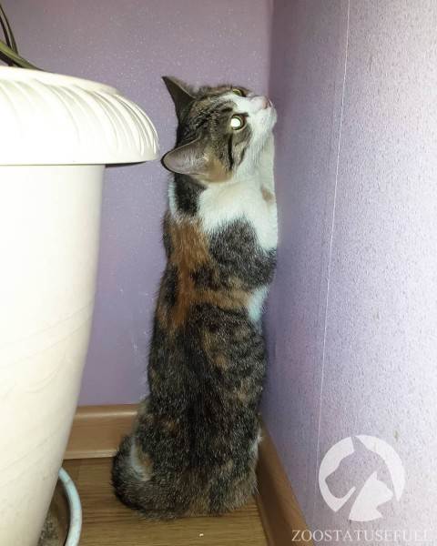 стресс у собак