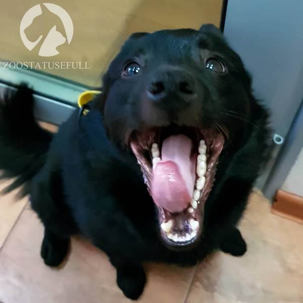 стресс у собак