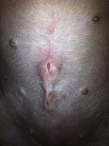 Послеоперационные свищи у собак Фото