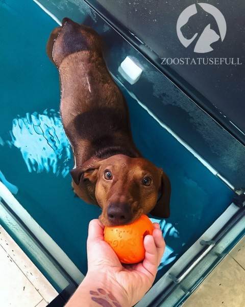 частое дыхание у собаки