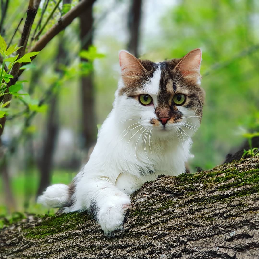токсоплазмоз опасность для беременных