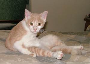 Уретростомия у котов Фото