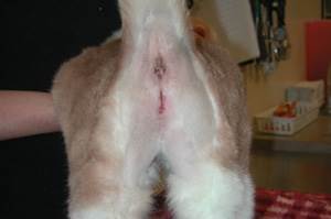 Уретростомия у котов Фото