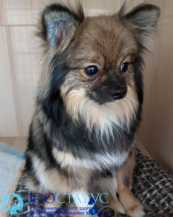 уретростомия у собаки