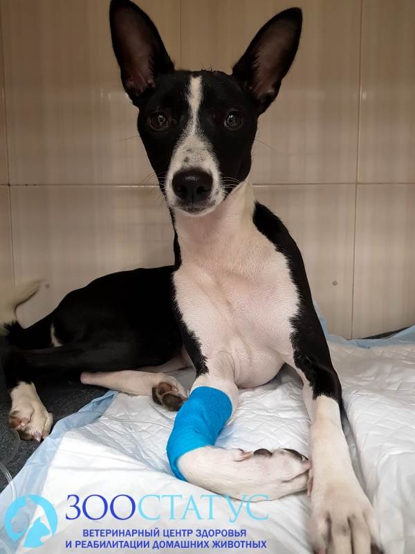 уретростомия у собаки