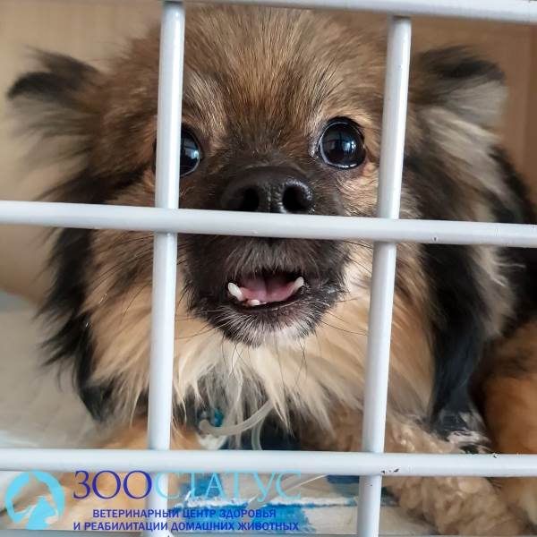 уретростомия у собаки