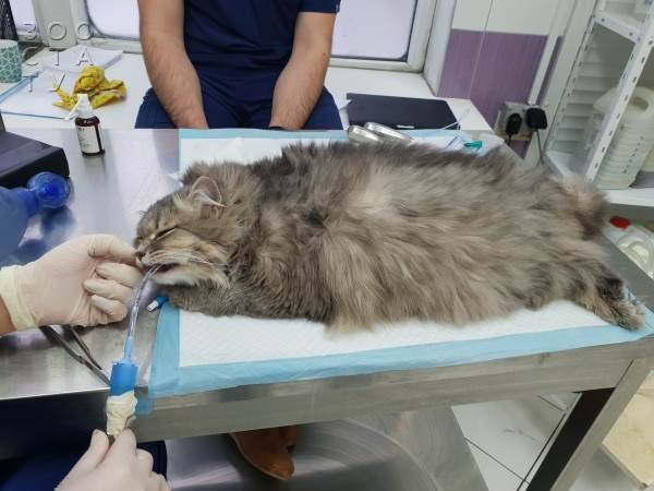 угрожающие жизни животных состояния