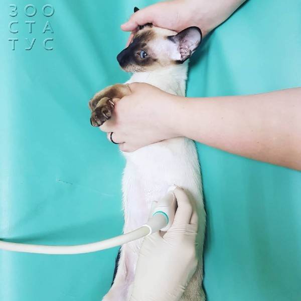 подготовка к узи