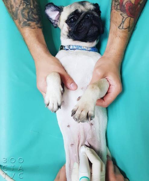 подготовка к узи