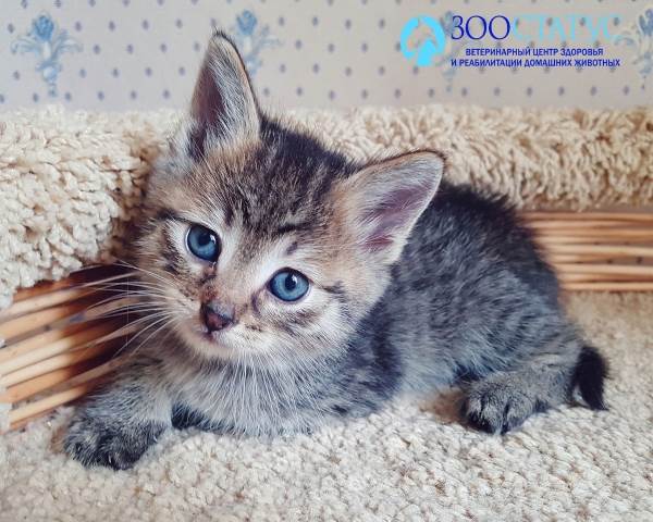 Прививка от панлейкопении кошке
Фото