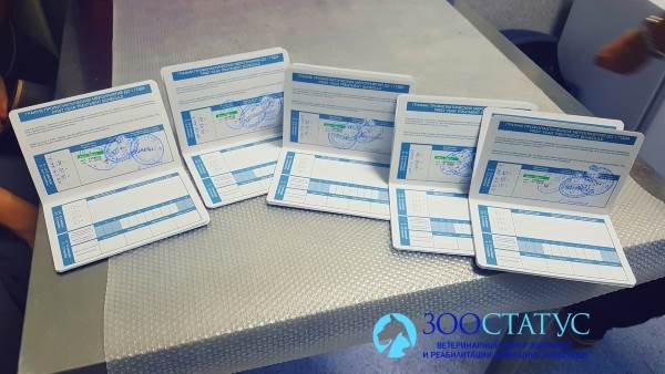 Ветеринарный паспорт для котенка
Фото