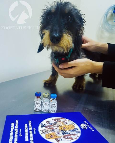 вакцинация собаки