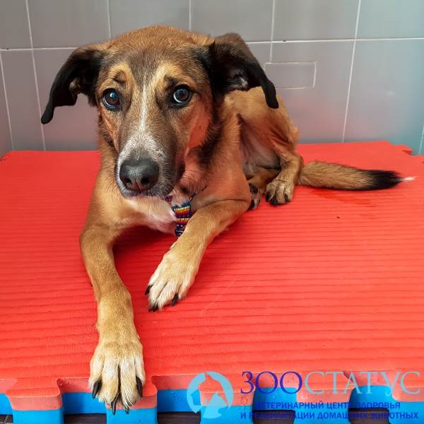 опущение матки у собак